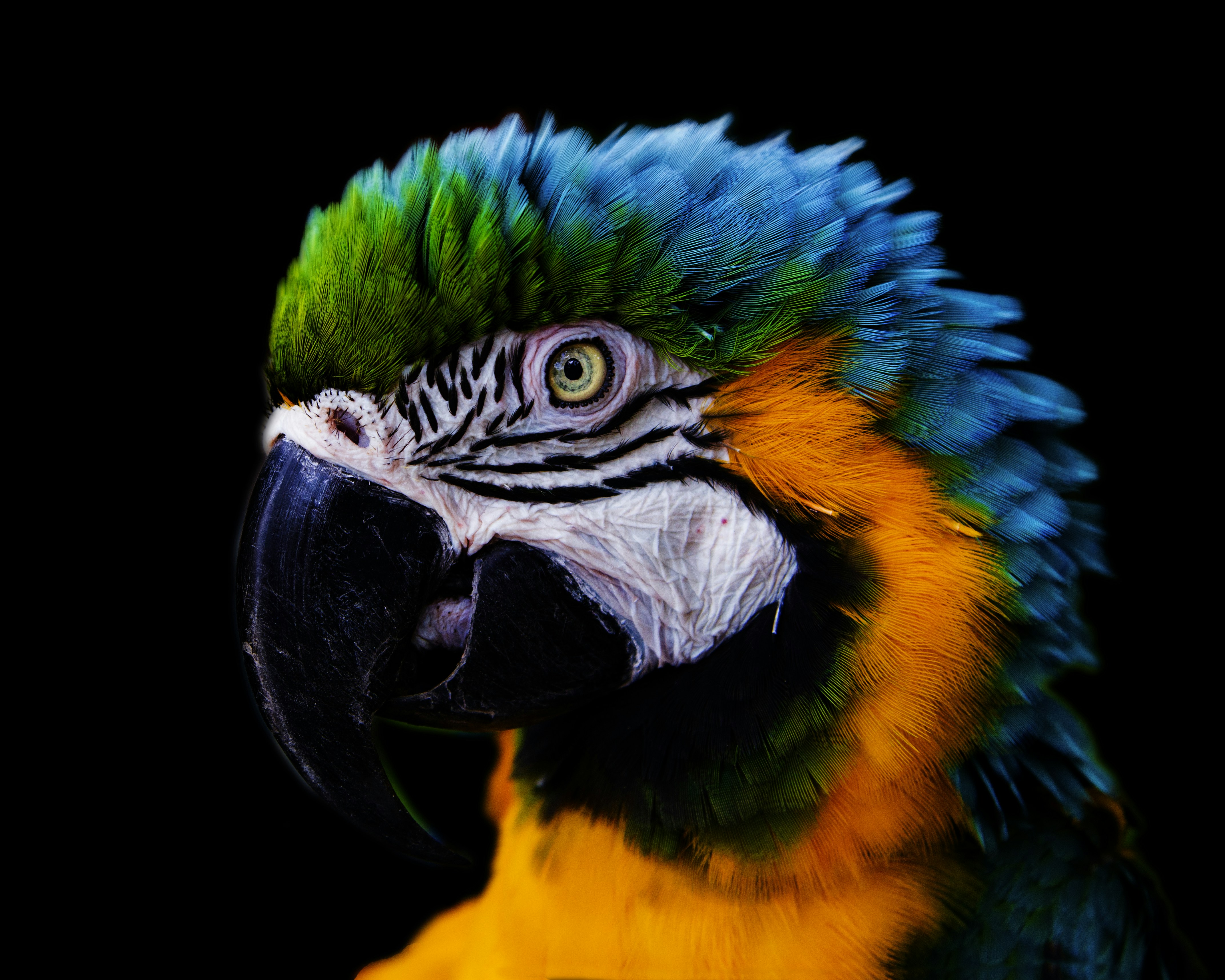 Blue yellow and green parrot