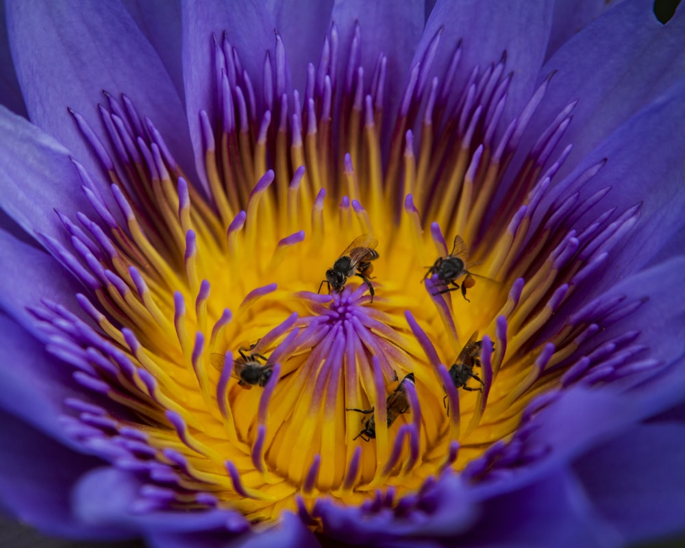 purple and yellow flower in macro photography