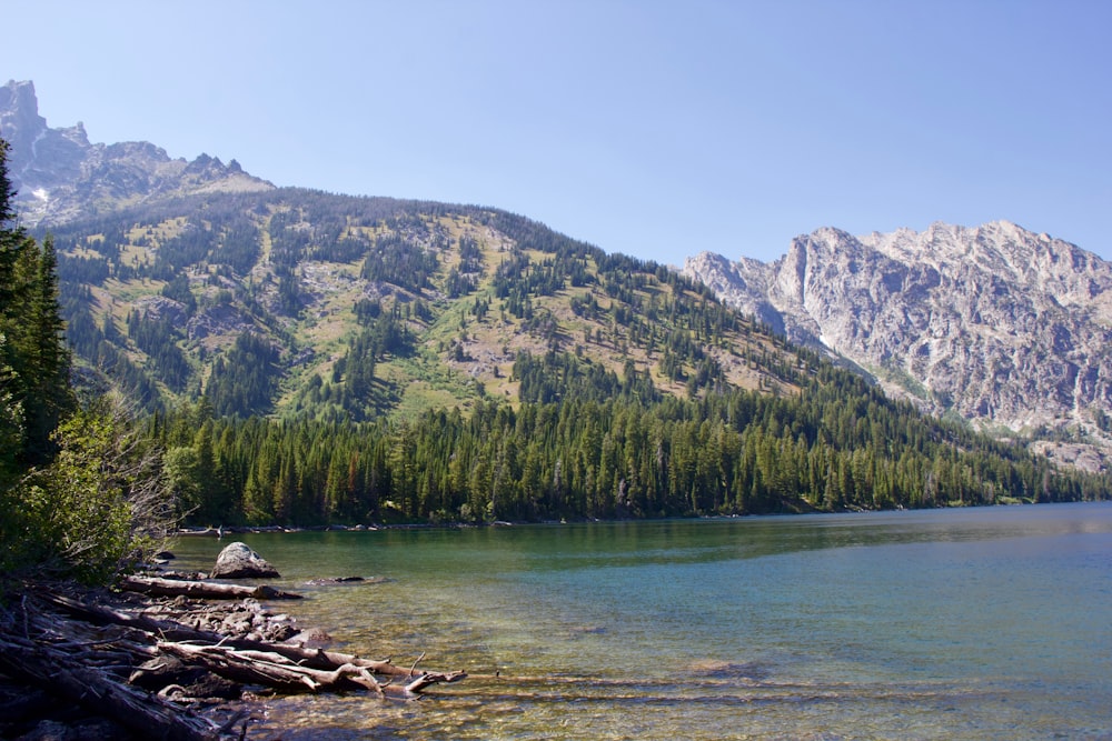 green trees near lake and mountain during daytime