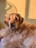 A happy golden retriever sitting on a soft beige blanket looking content and itch-free.