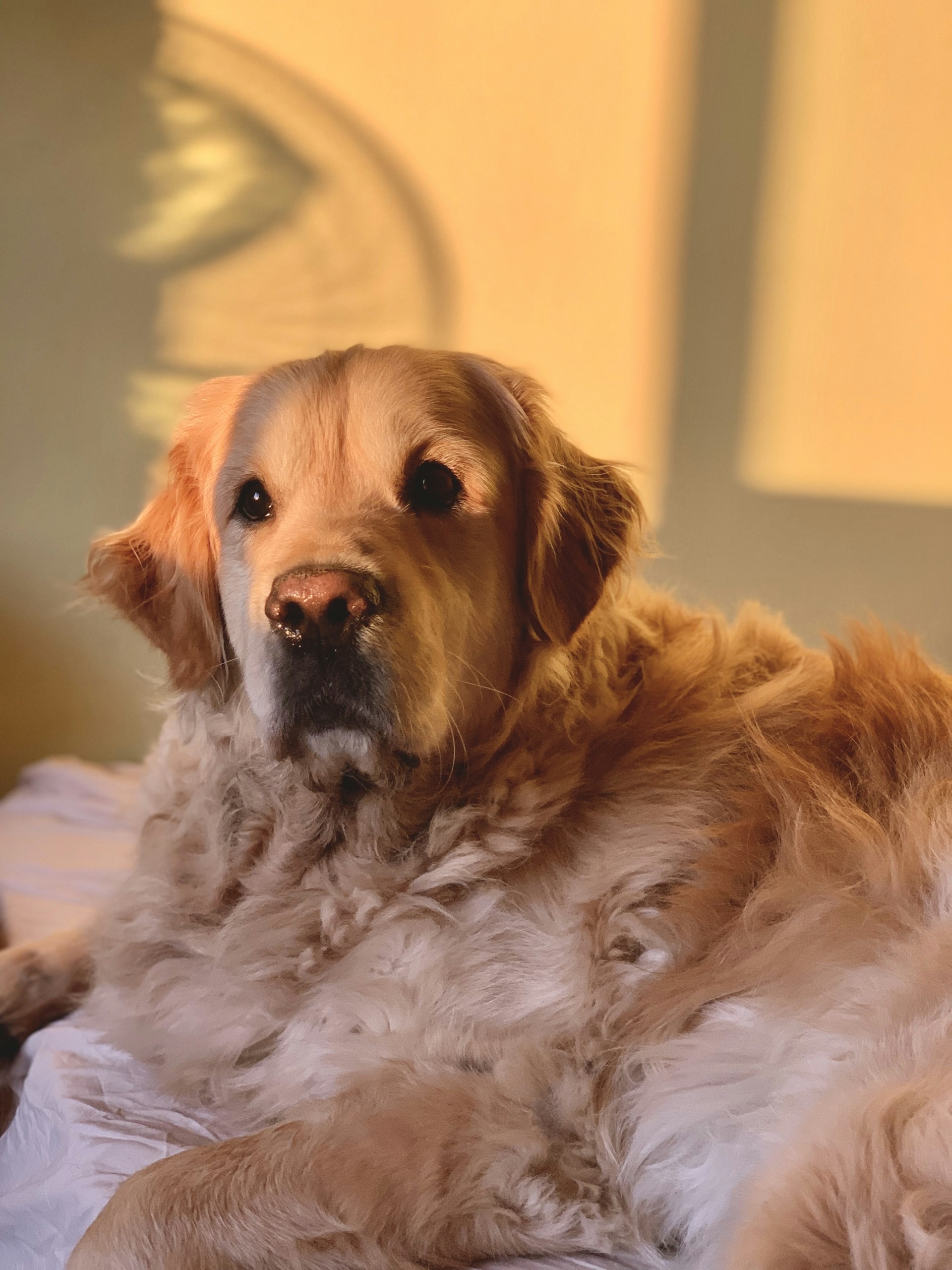 A cheerful golden retriever getting a gentle bath with sudsy shampoo in a bright, cozy grooming station.