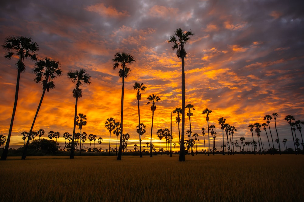 palm trees on green grass field during sunset