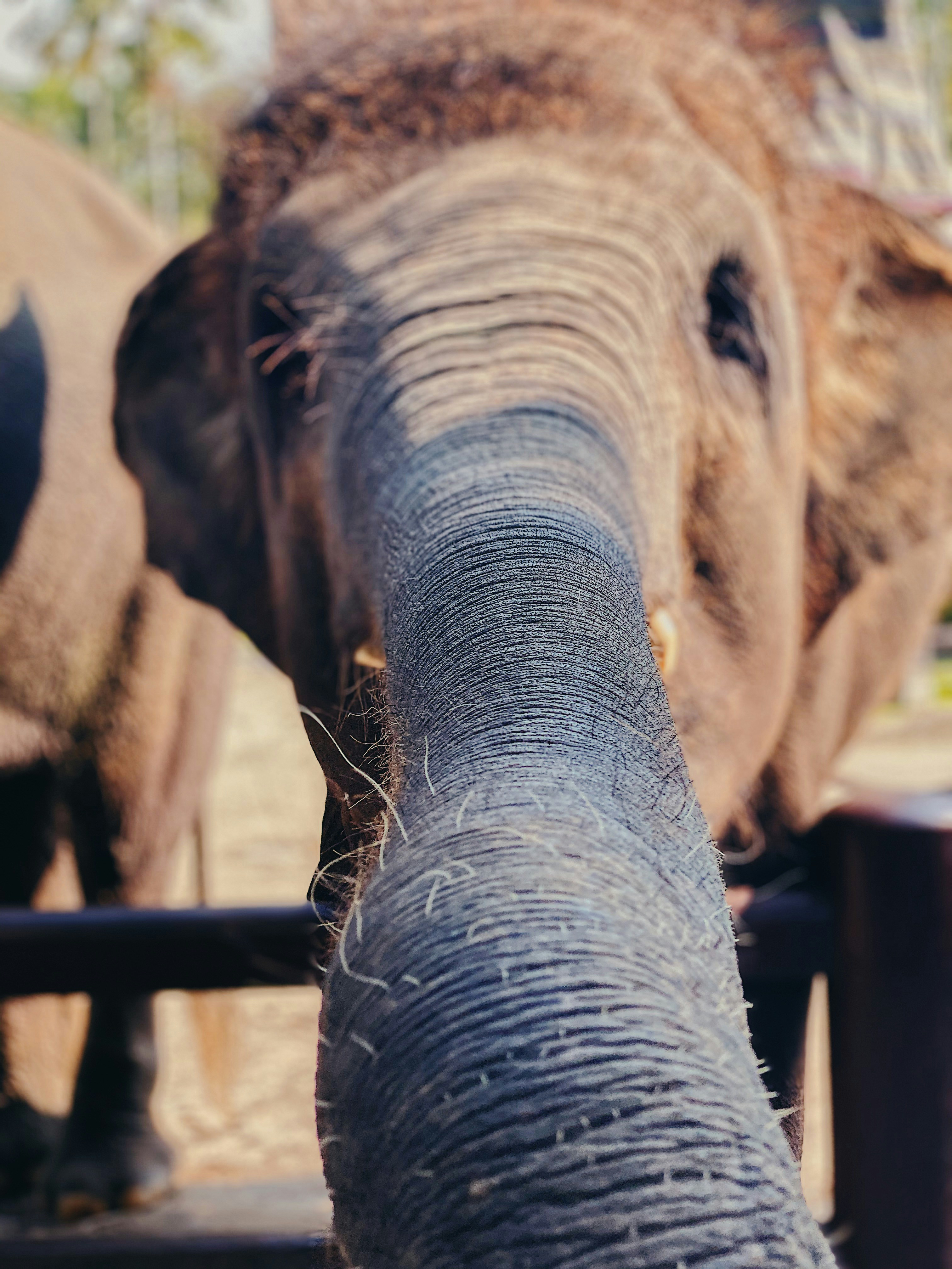 brown elephant in close up photography during daytime
