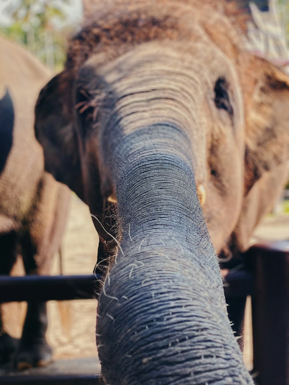 brown elephant in close up photography during daytime