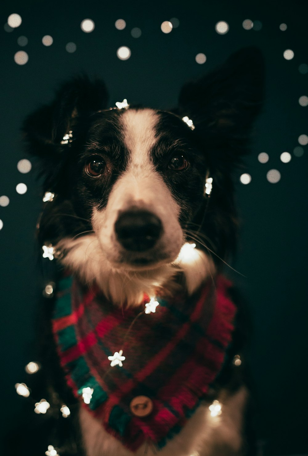 black and white border collie wearing red and white scarf