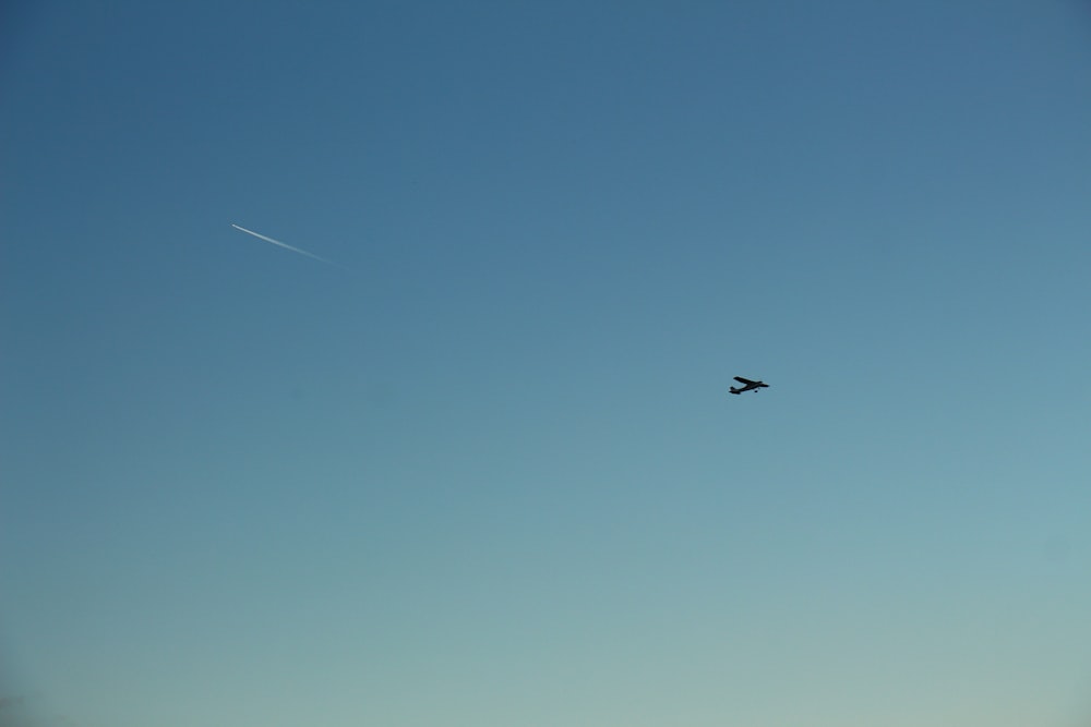 昼間の青空の下を飛ぶ黒い鳥