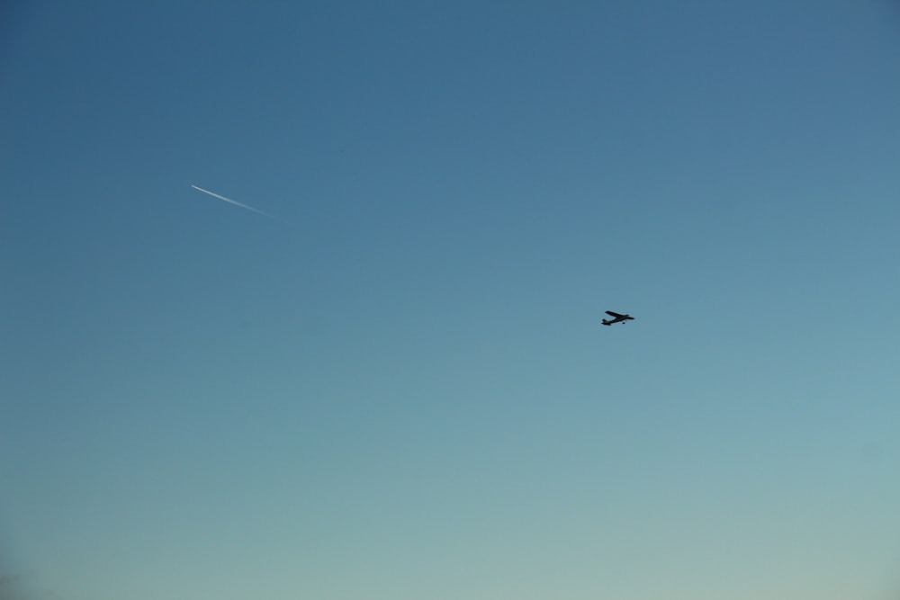 Schwarzer Vogel fliegt tagsüber unter blauem Himmel