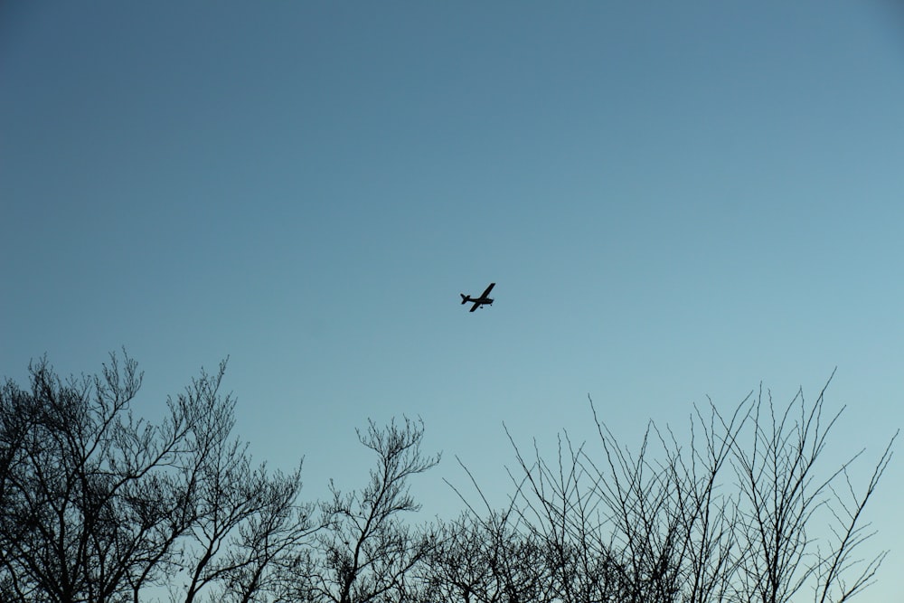 black bird flying over bare tree during daytime