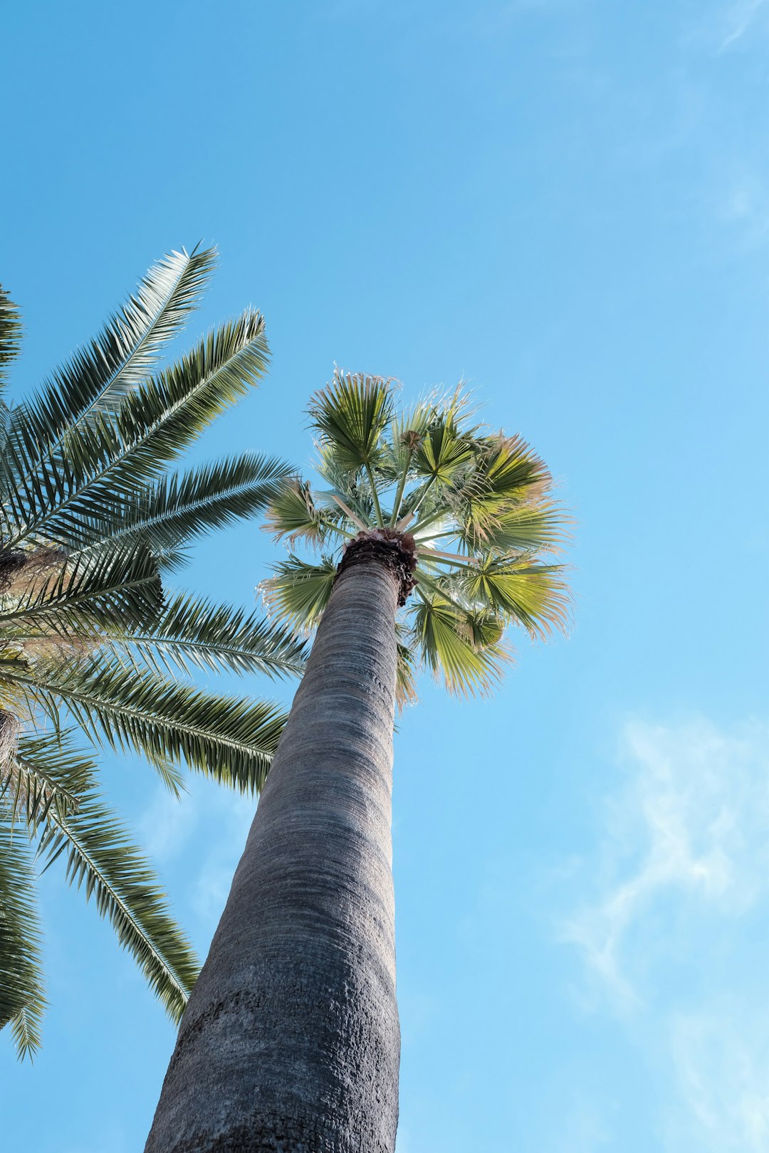 green palm tree under blue sky during daytime