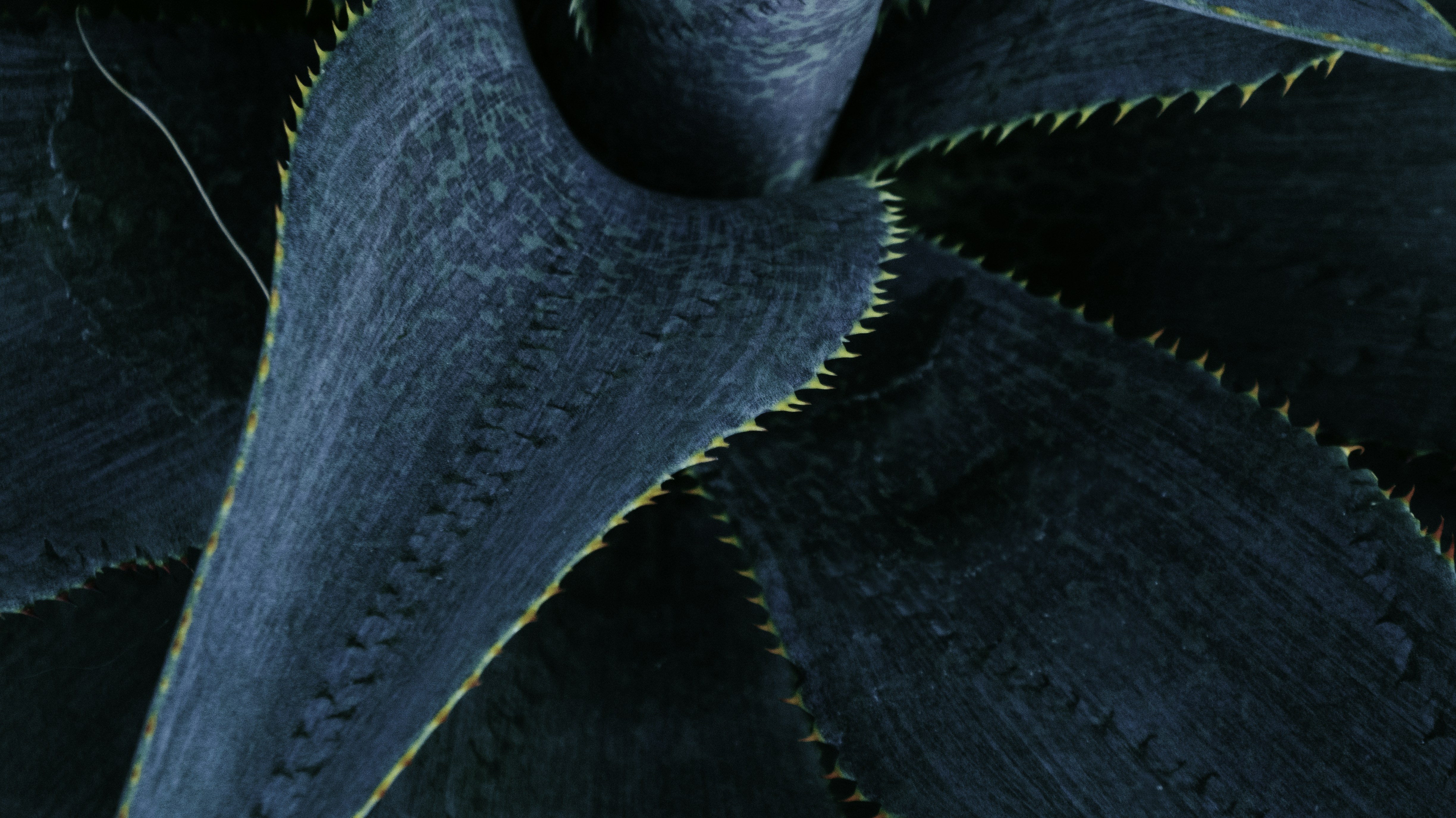Close-up of blue-green agave leaves with serrated margins, highlighting texture and color. The composition emphasizes natural geometry and the plant's tactile surface.
