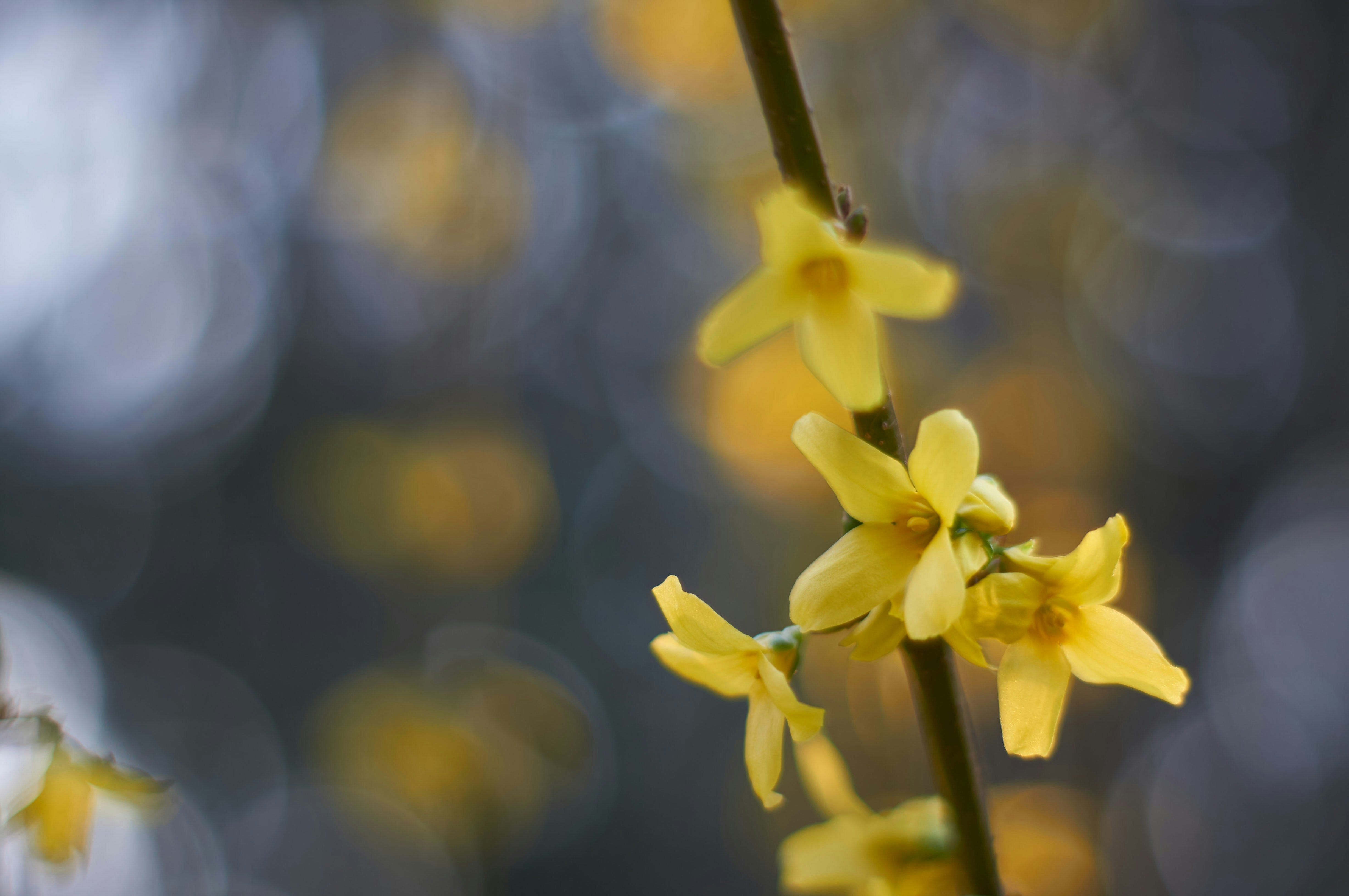 Photo by wolfgang_hasselmann