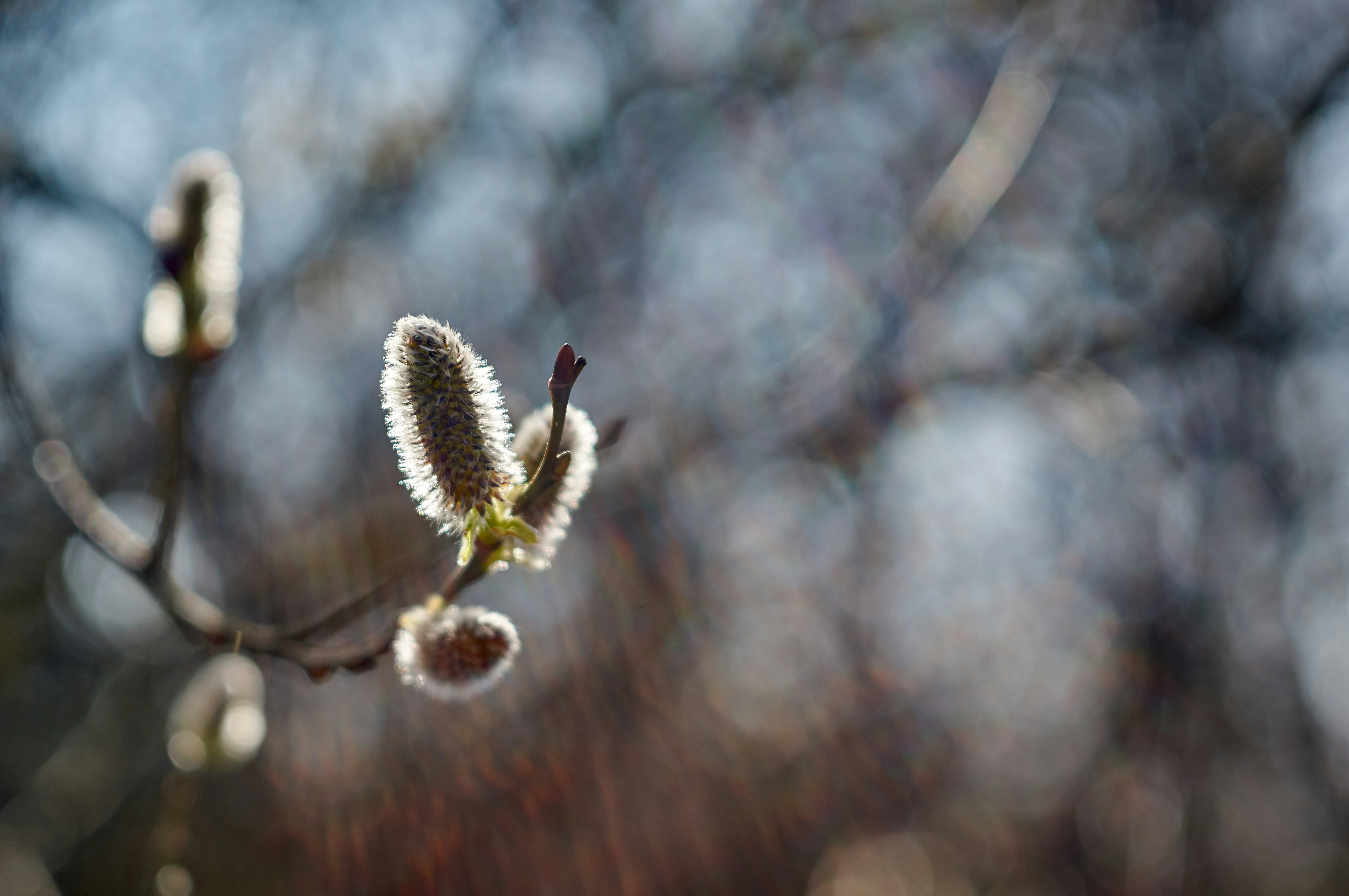 Photo by wolfgang_hasselmann