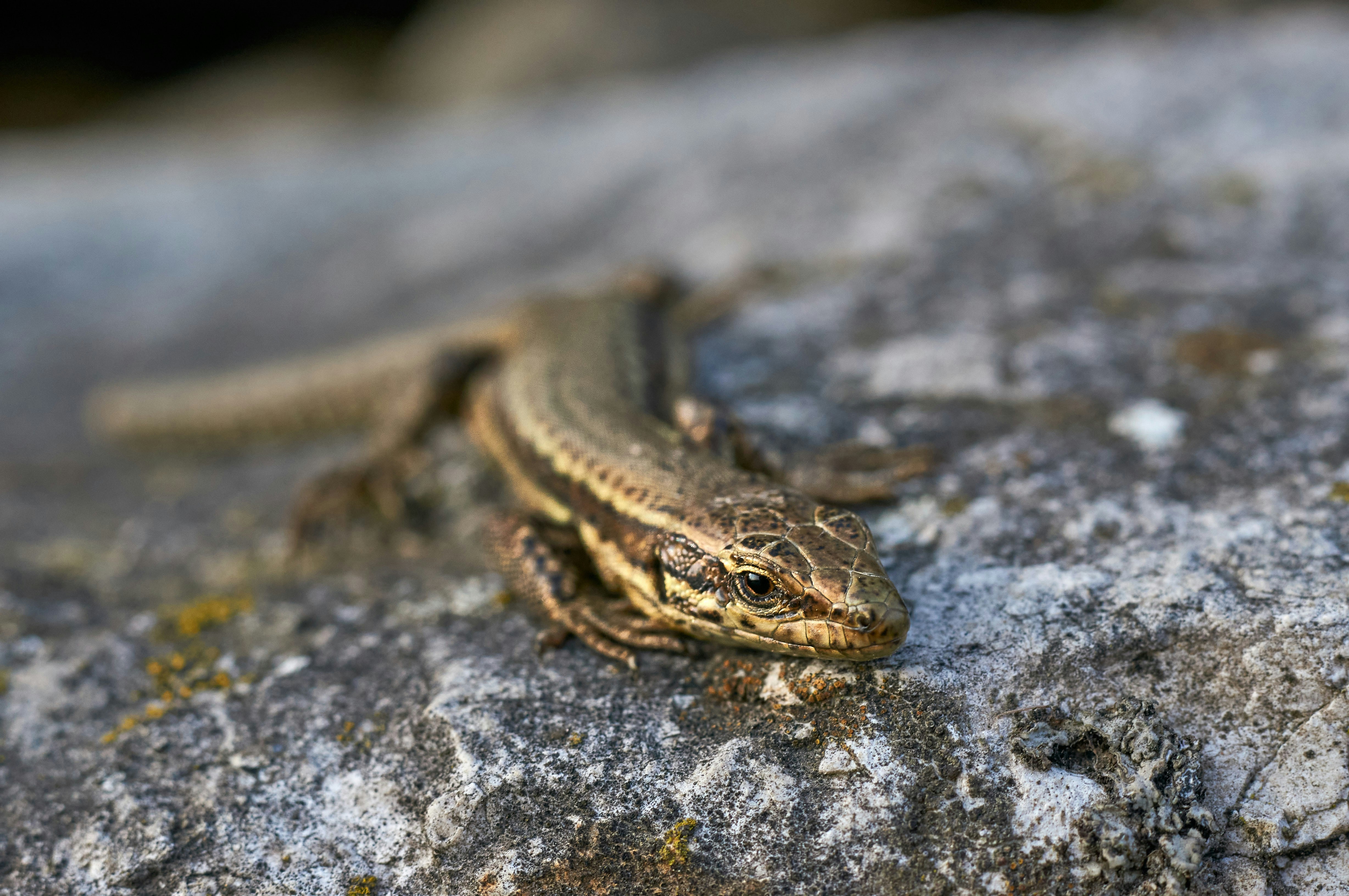 Photo by wolfgang_hasselmann