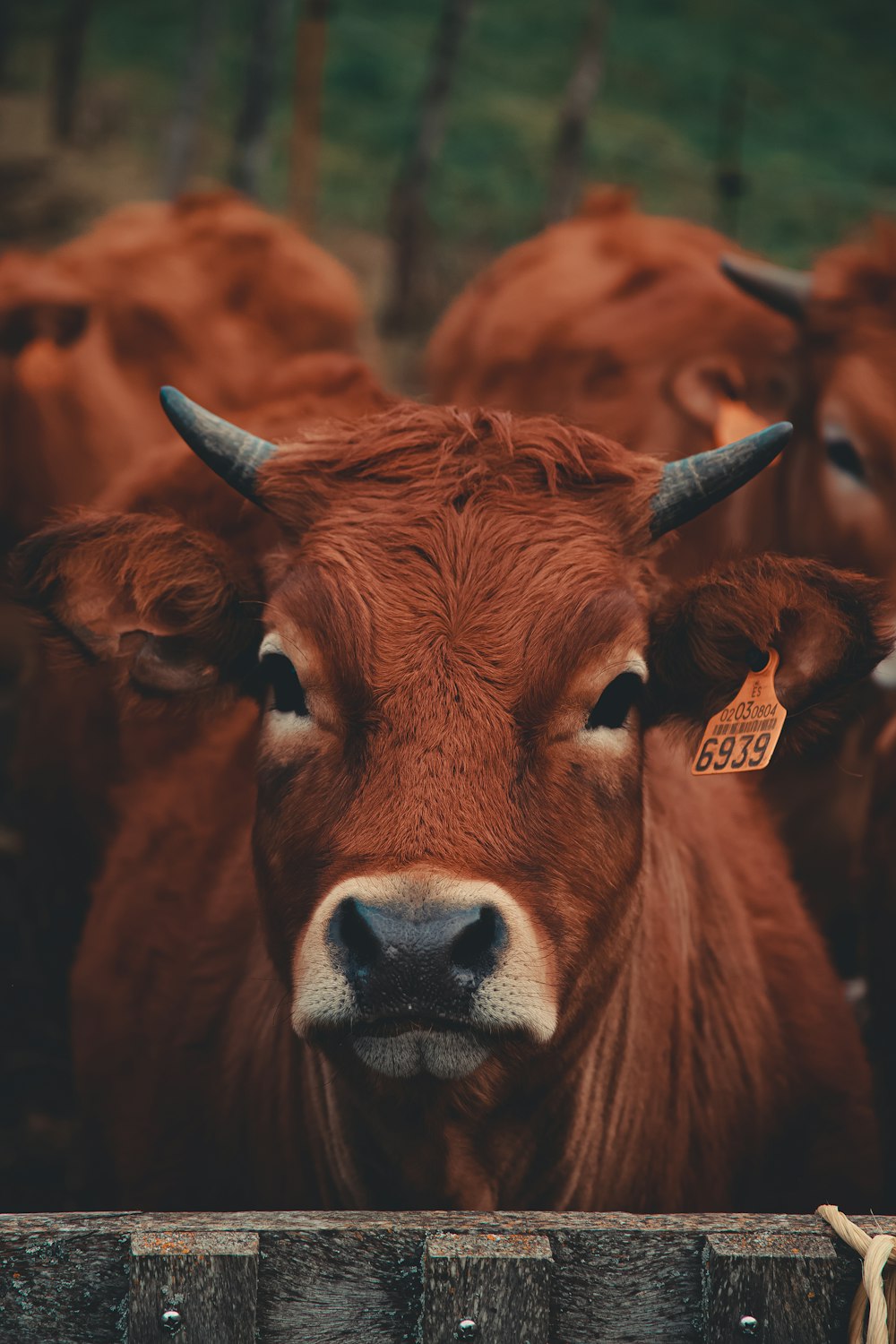 brown cow in close up photography