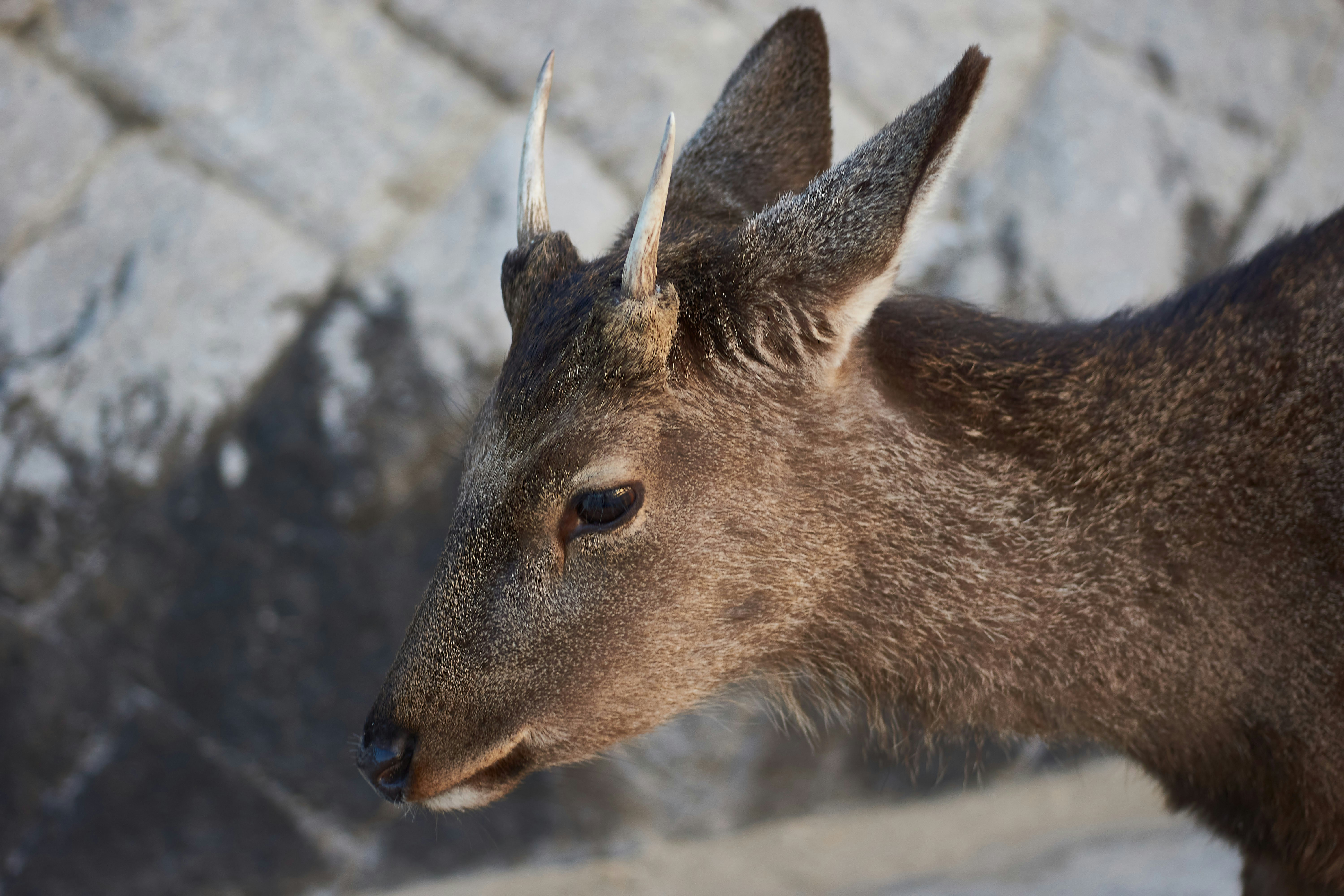 Photo by wolfgang_hasselmann