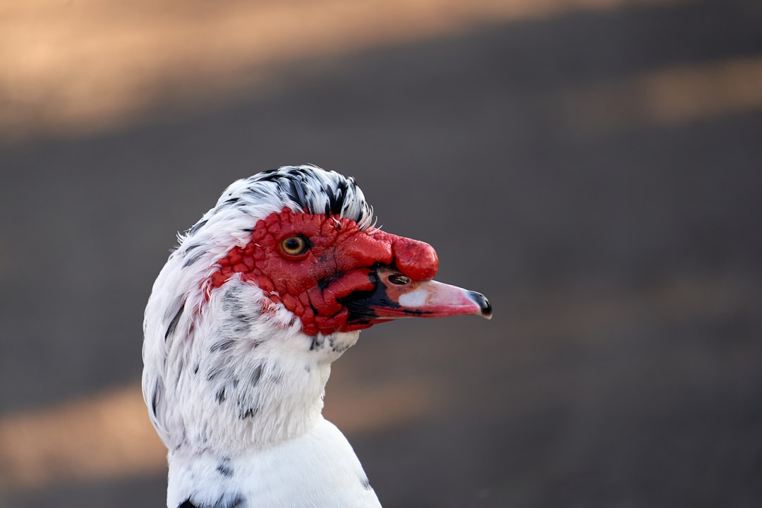 white and red bird in close up photography