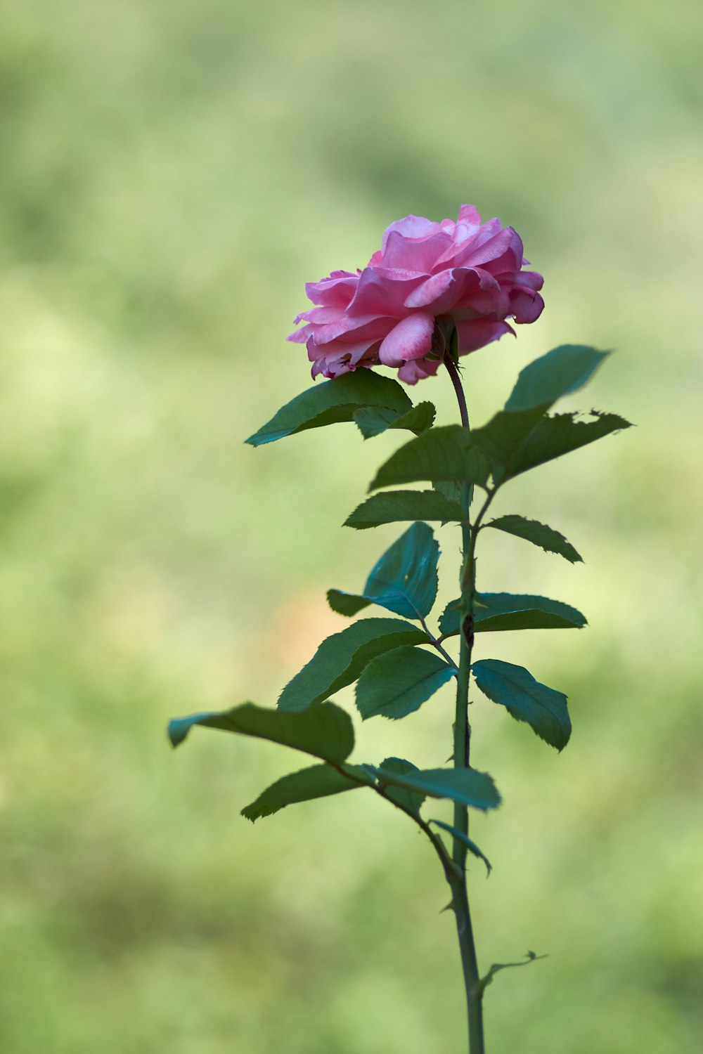 pink flower with green leaves