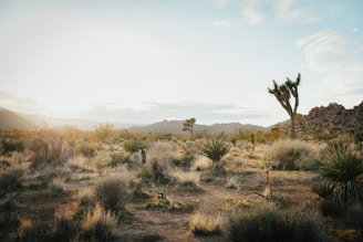 A serene desert landscape featuring numerous Joshua trees scattered across a flat, arid terrain. In the background, rocky hills and distant mountains are visible under a bright sky with some clouds. The scene is bathed in soft, golden sunlight, casting gentle shadows on the ground.