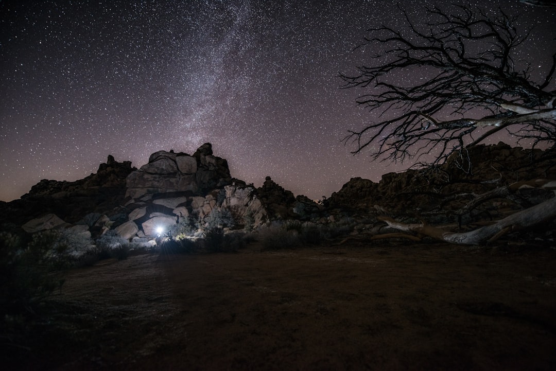 bare trees near body of water under starry night