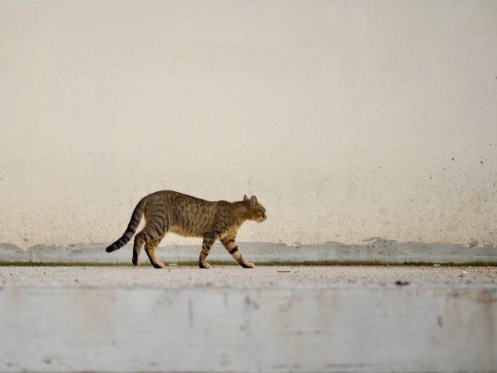 brown tabby cat walking on snow covered ground