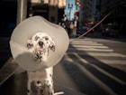 dalmatian dog sitting on the street