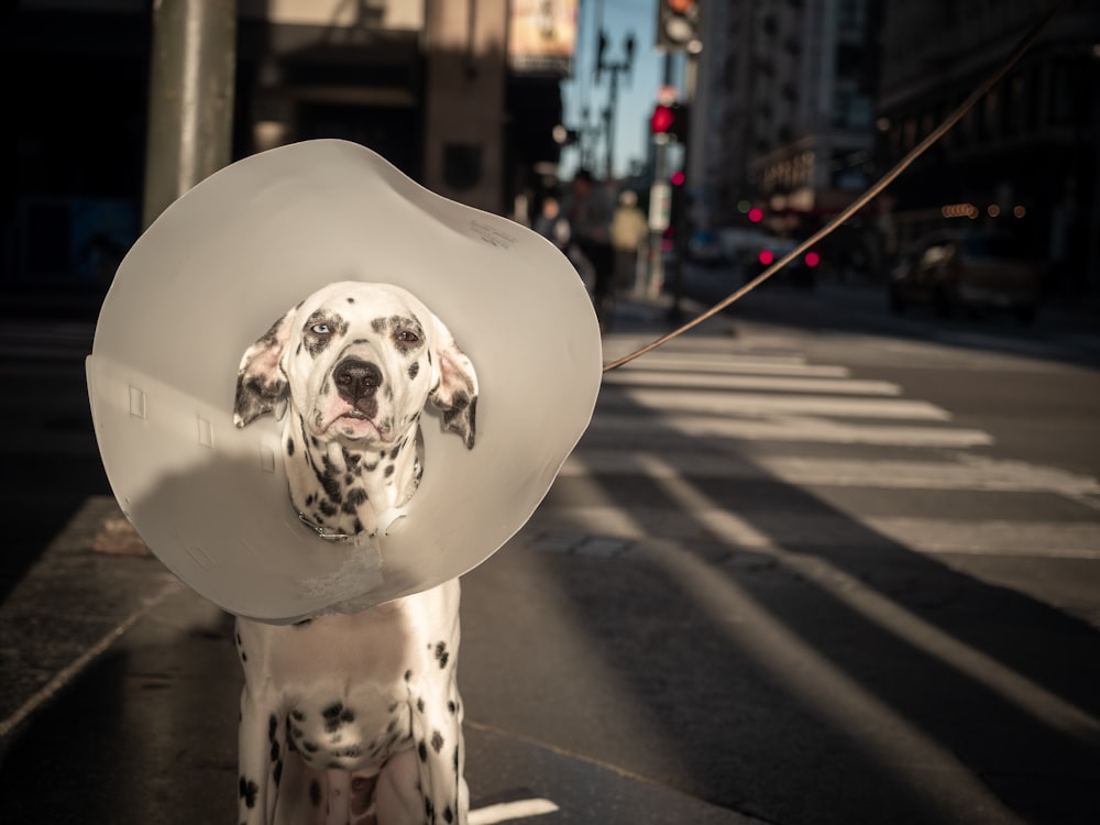 Perro dálmata sentado en la calle