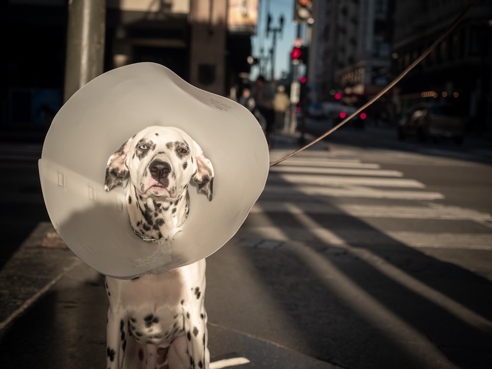 Dalmatiner Hund sitzt auf der Straße