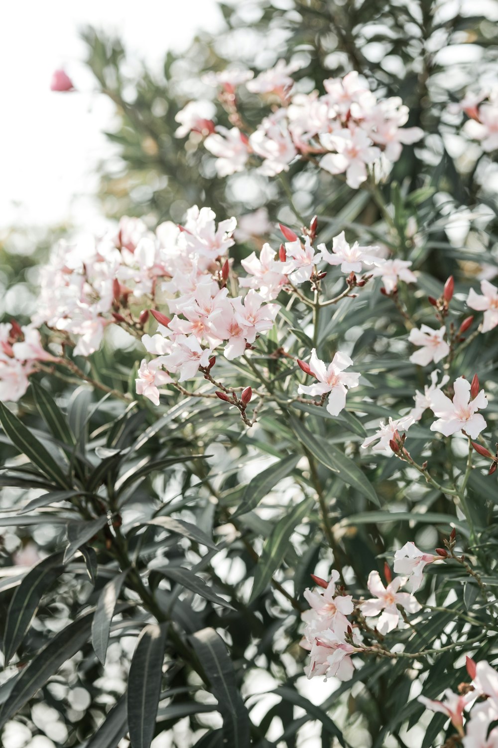 pink and white flowers during daytime