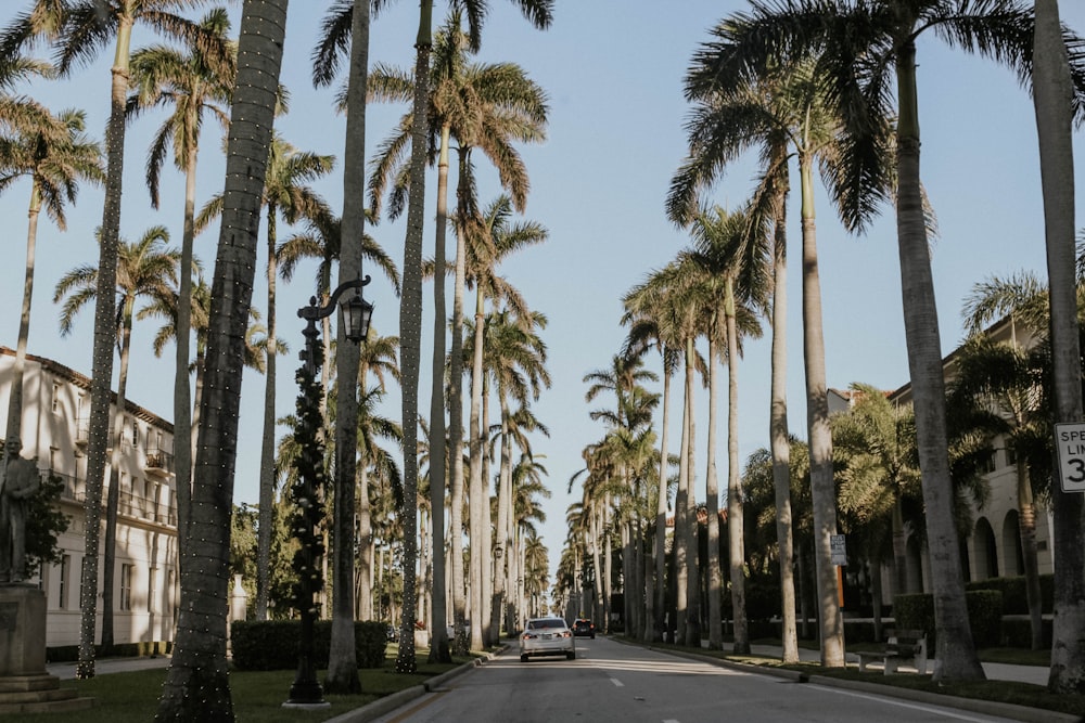 black car on road between palm trees during daytime