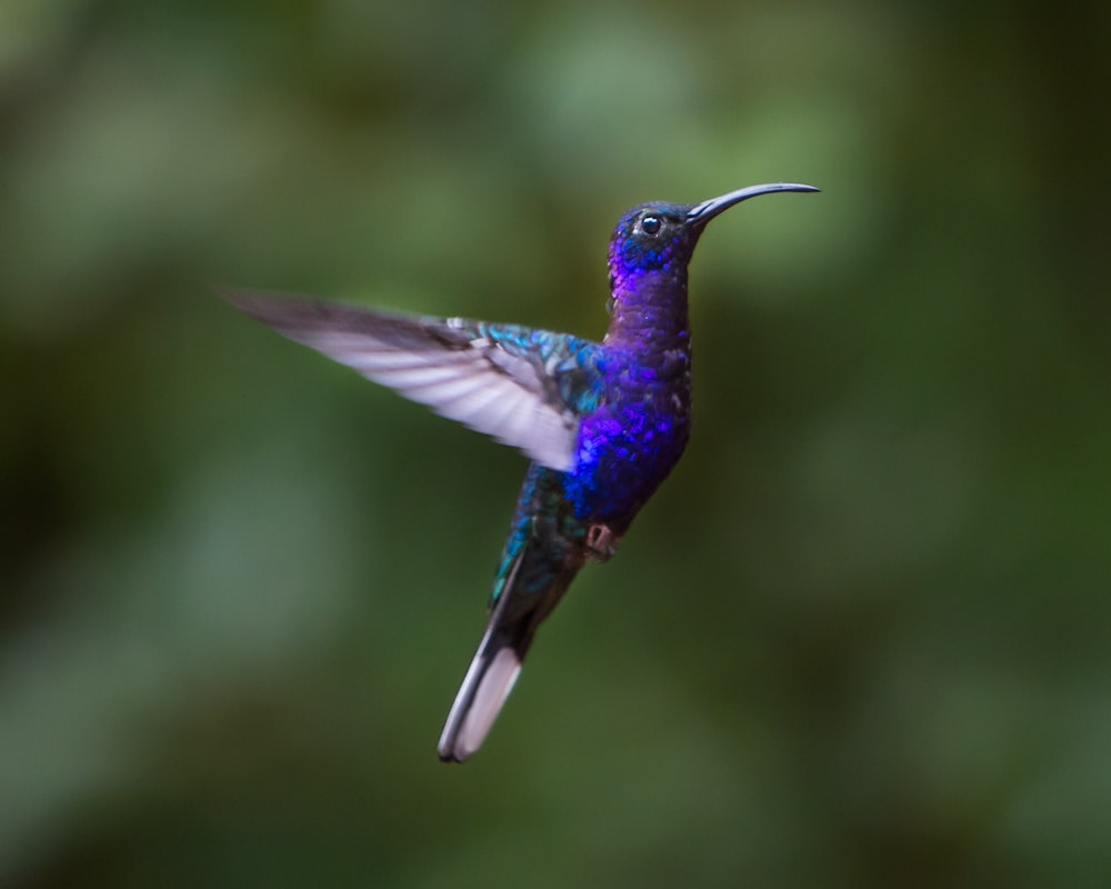 green and brown humming bird