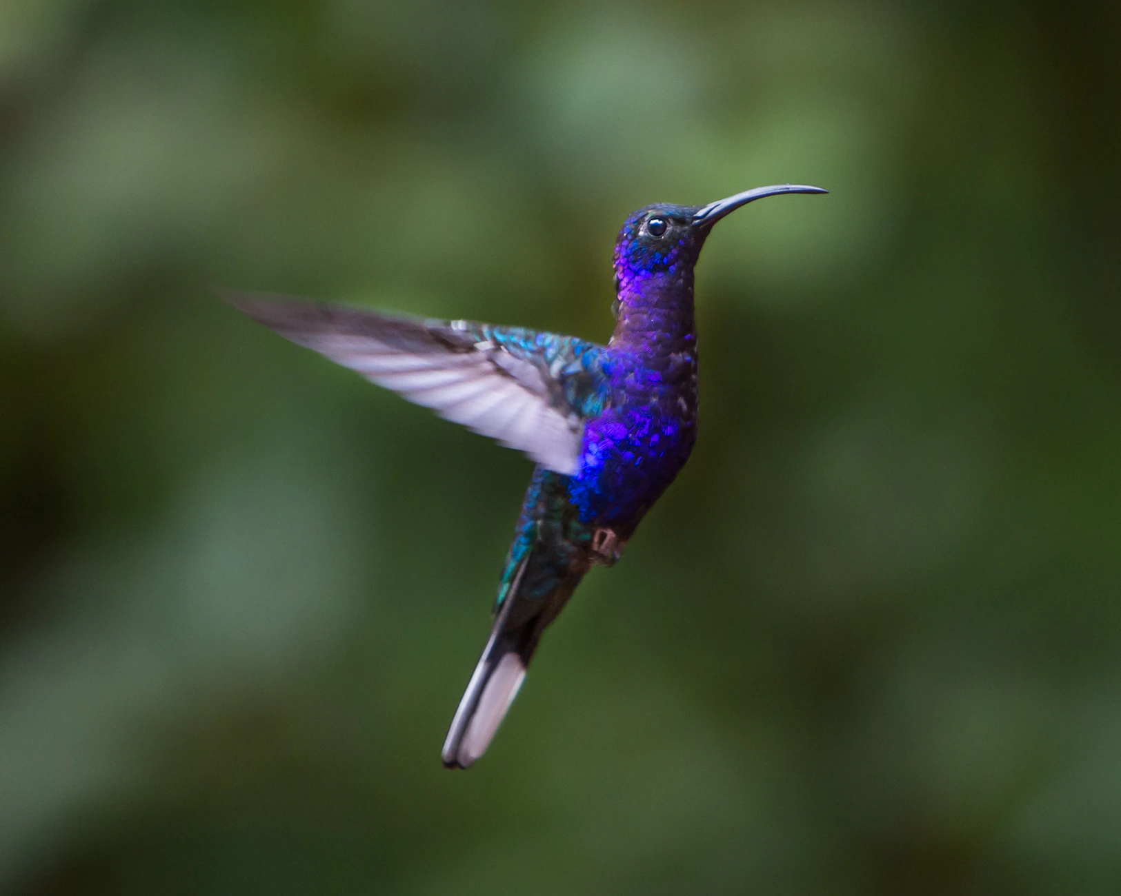 Colibrí en Monteverde