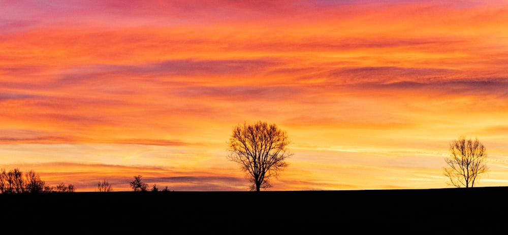 leafless tree under orange sky