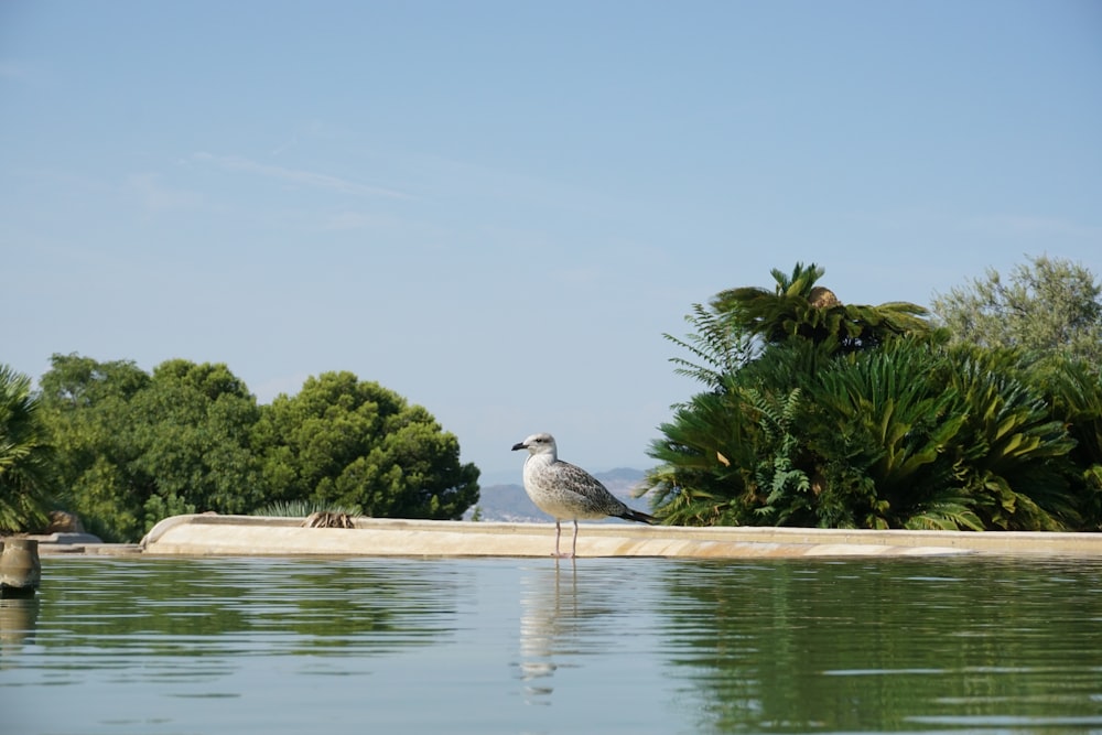 grey gull perched on grey concrete wall near body of water during daytime
