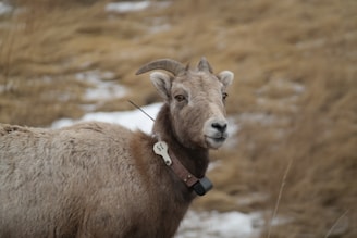 A bighorn sheep with a tracking collar and a numbered tag stands in a grassy area with patches of snow. The animal gazes towards the camera, and its fur blends with the dry, beige grass in the background.