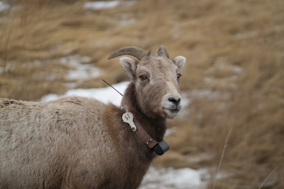 A bighorn sheep with a tracking collar and a numbered tag stands in a grassy area with patches of snow. The animal gazes towards the camera, and its fur blends with the dry, beige grass in the background.