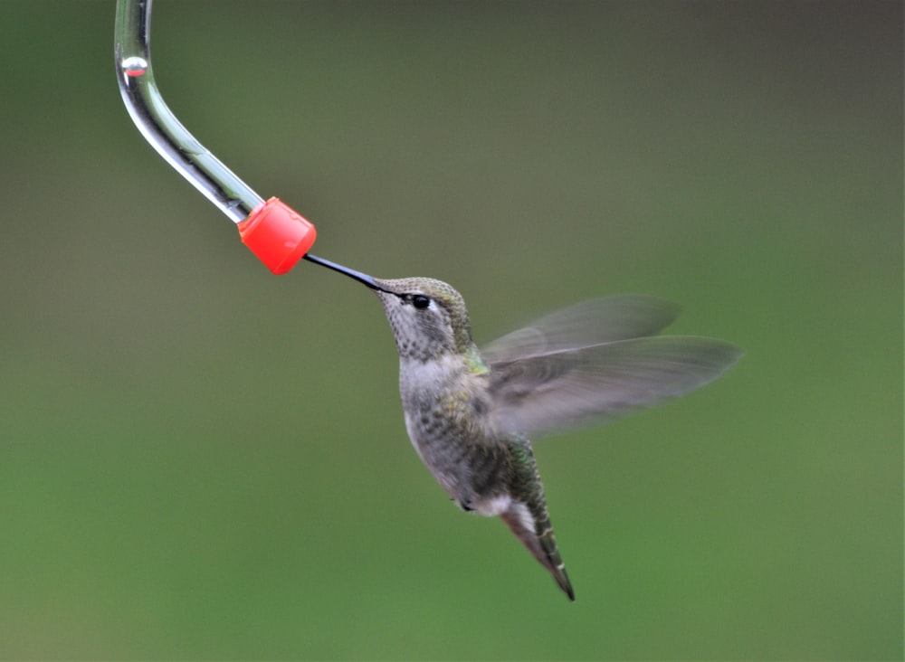 brown humming bird flying during daytime