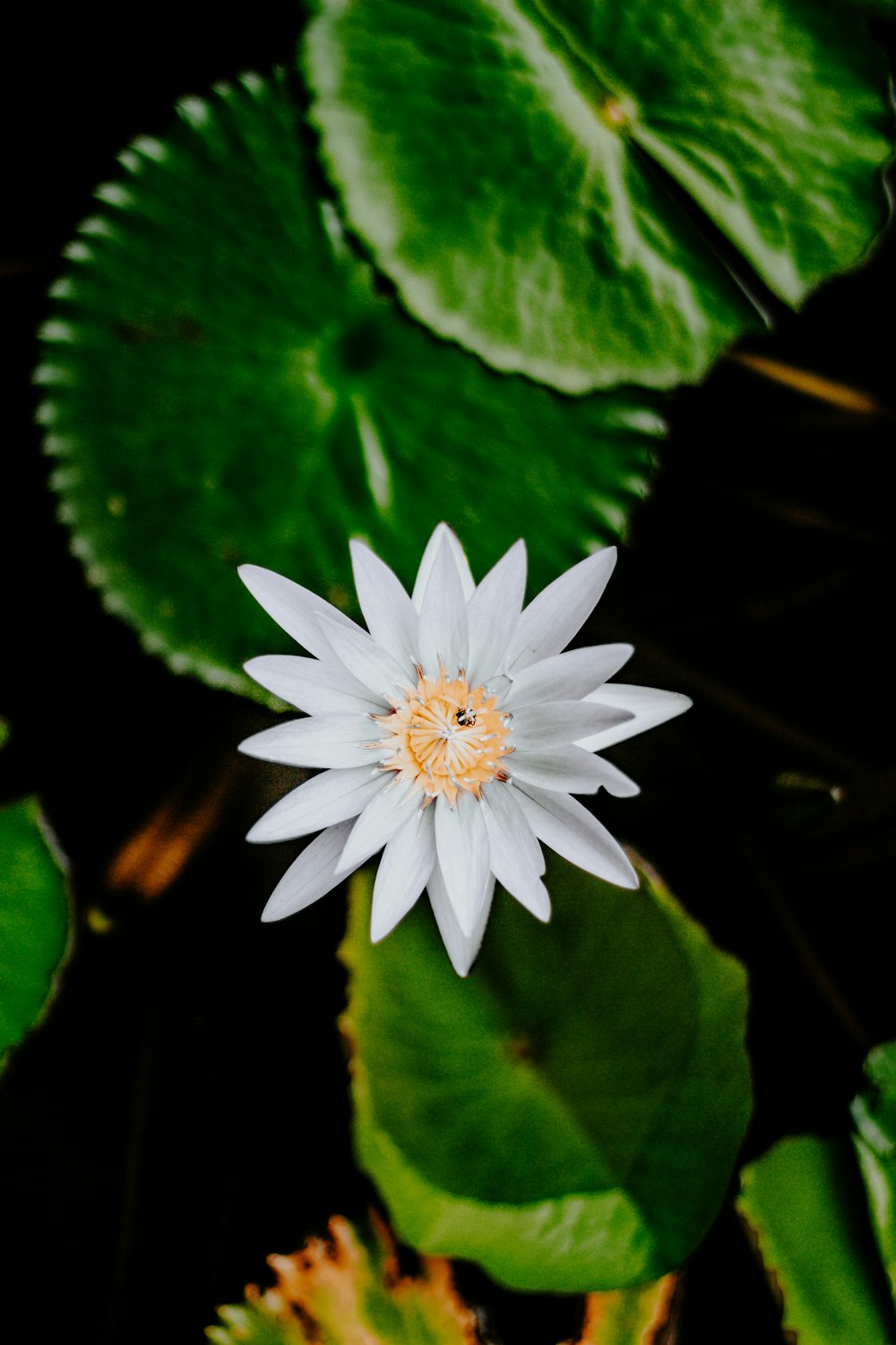 white flower on green leaves