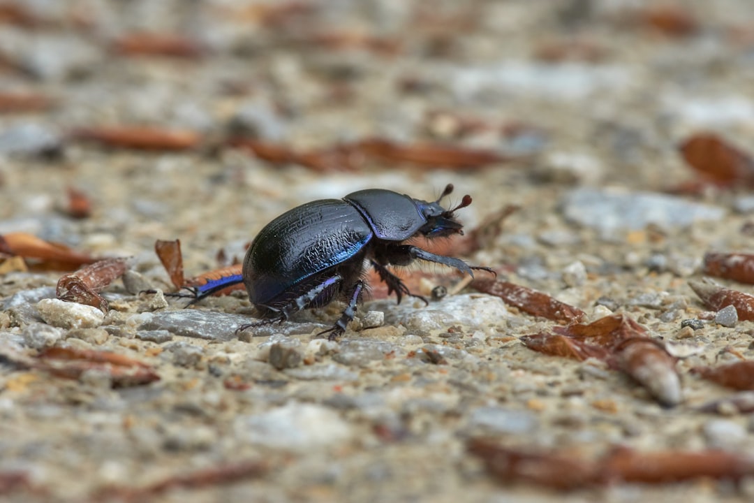 black beetle on brown soil in close up photography during daytime