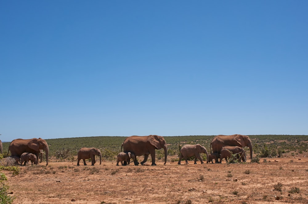 herd of horses on brown field under blue sky during daytime