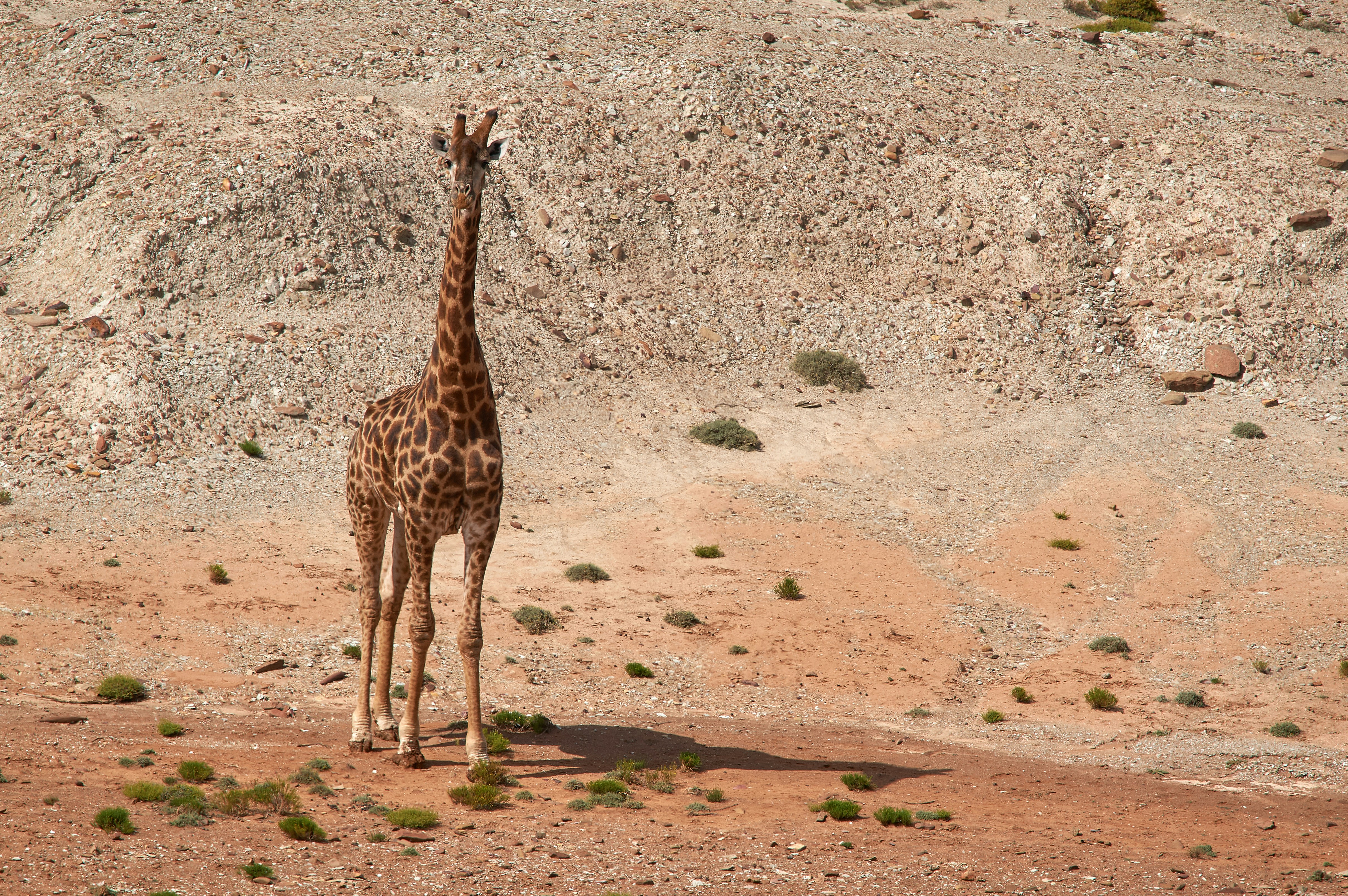 Photo by wolfgang_hasselmann