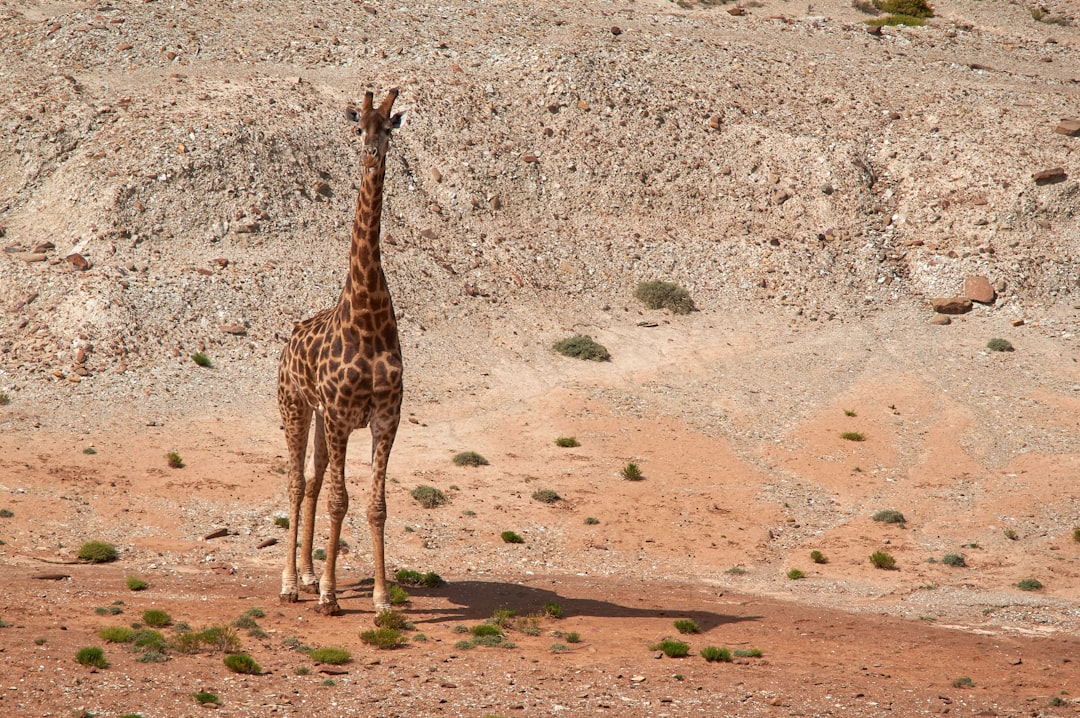 brown giraffe walking on brown sand during daytime