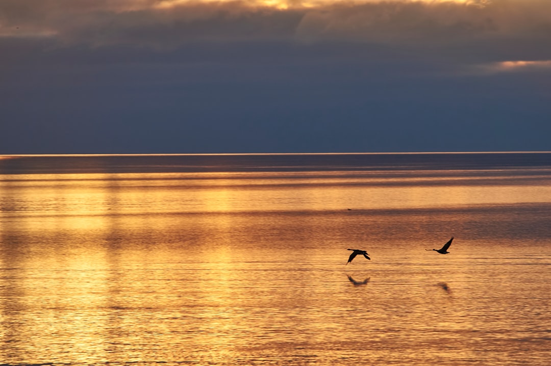 birds flying over the sea during sunset