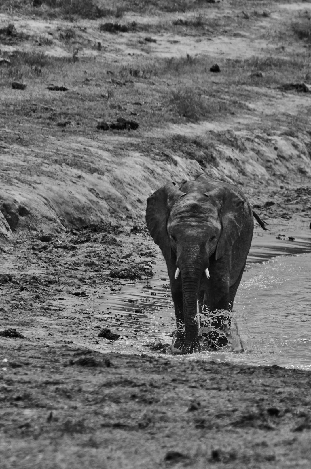 elephant walking on the river