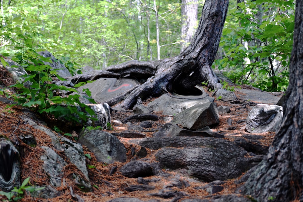 brown tree trunk on brown soil