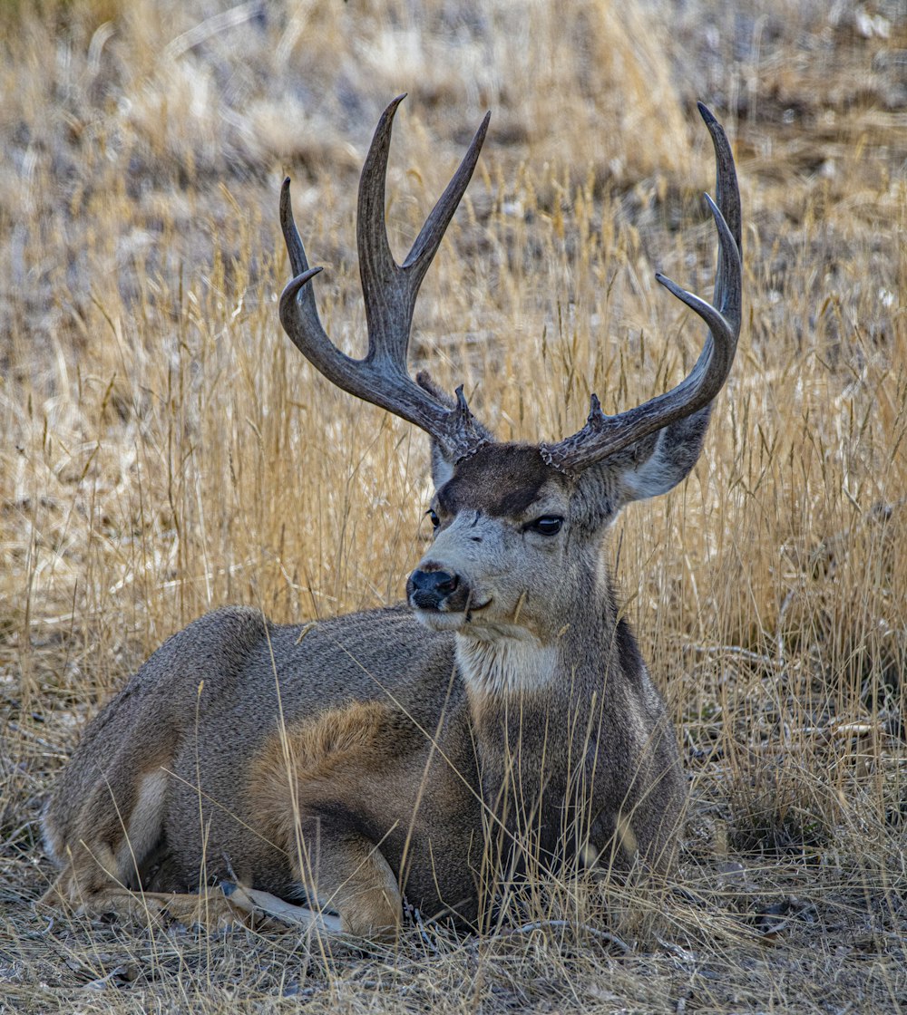 brown deer lying on brown grass during daytime