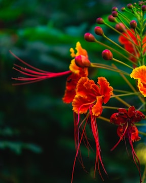 Brightly colored flowers with long, delicate stamens and fiery orange-red petals, set against a blurred green background. The flowers appear vibrant and exotic, with clusters of unopened buds on slender stems.