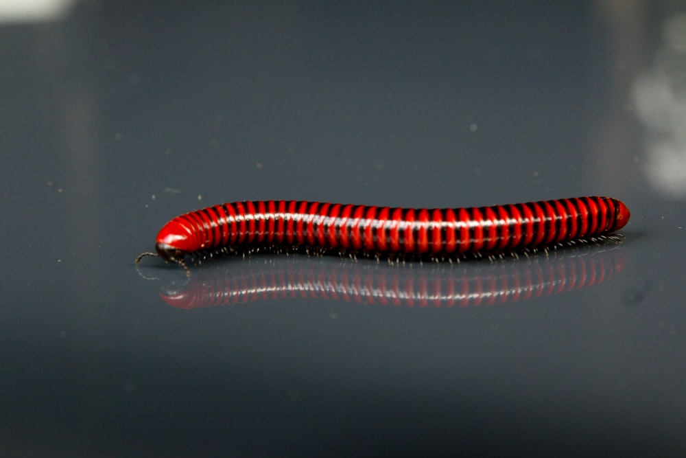 Oruga naranja y negra sobre superficie gris