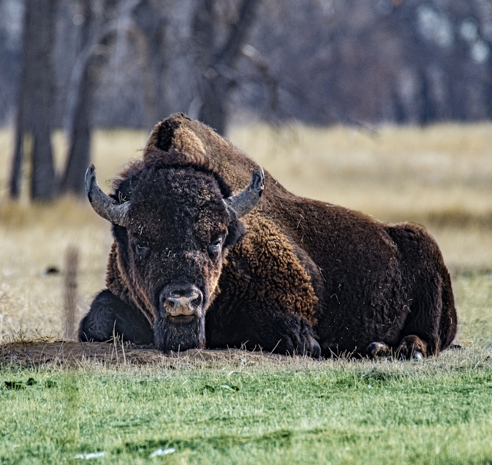 brown bison on green grass field during daytime