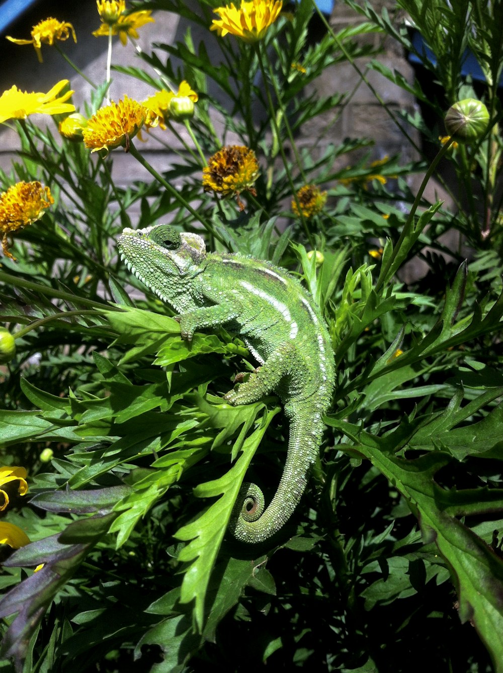 lagarto verde y amarillo sobre flores amarillas y moradas