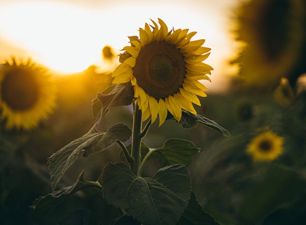 sunflower in close up photography during sunset